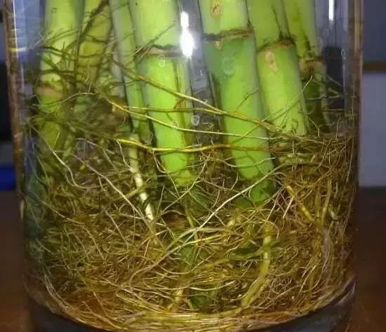 水培富贵竹一般养几根，4～6支寓意最好(顺风顺水)