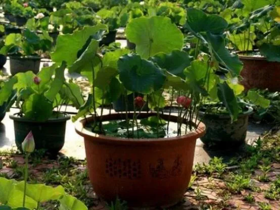 荷花种子的种植方法，从莲子到荷花只需5步