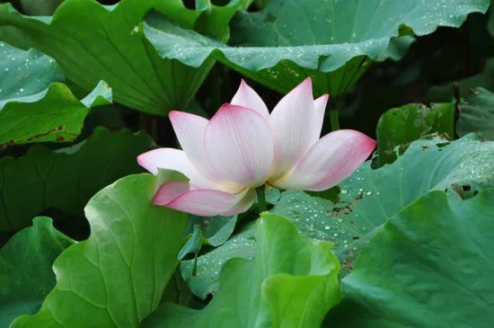 荷花不吉利原因