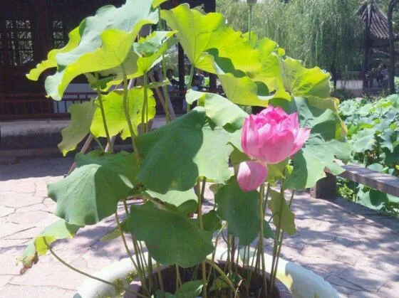 荷花种子的种植方法，从莲子到荷花只需5步