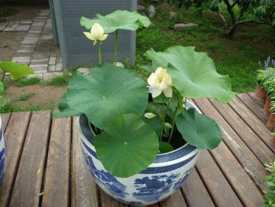 荷花种子的种植方法，从莲子到荷花只需5步