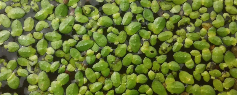 浮萍是什么意思
