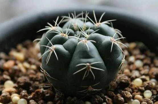 绯花玉仙人球几个品种?正常品种和缀化斑锦变异品种