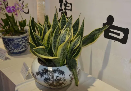 家里养虎皮兰不吉利吗？摆放对了还能带来好运