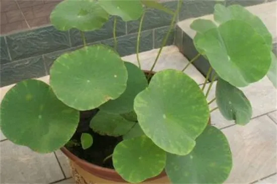 盆栽荷花的种植方法