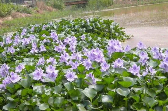 水葫芦如何养，亮光环境勤换水