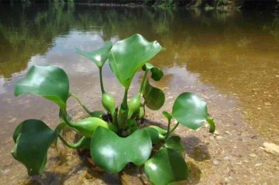 水葫芦种子怎么种植，3个要点轻松种植