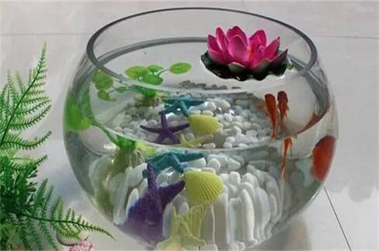 玻璃鱼缸可以养荷花吗