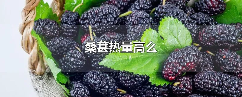 桑葚热量高么