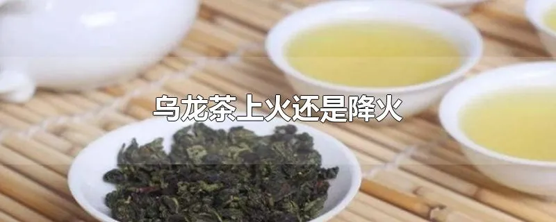 乌龙茶上火还是降火