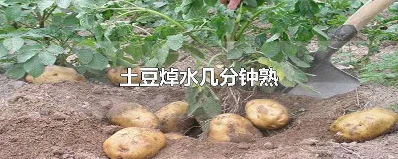 土豆焯水几分钟熟