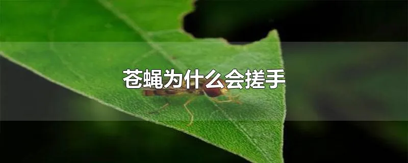 苍蝇为什么会搓手