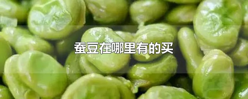 蚕豆在哪里有的买