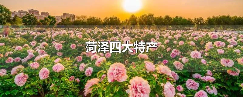 菏泽四大特产