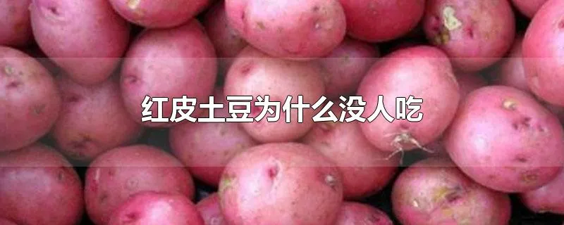红皮土豆为什么没人吃