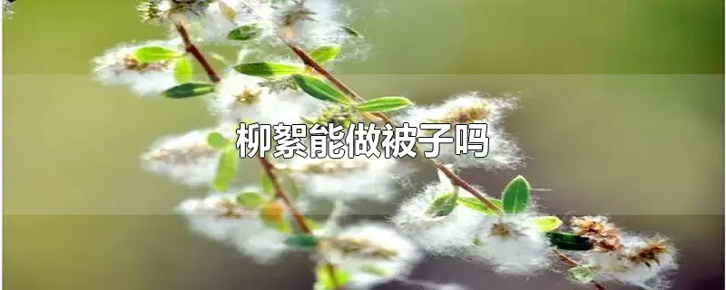 柳絮能做被子吗