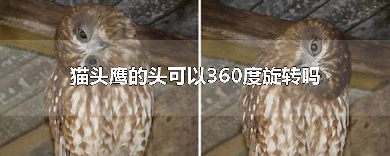 猫头鹰的头可以360度旋转吗