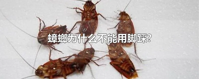 蟑螂为什么不能用脚踩?