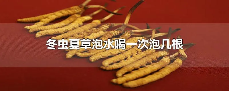 冬虫夏草泡水喝一次泡几根