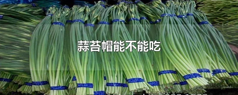 蒜苔帽能不能吃