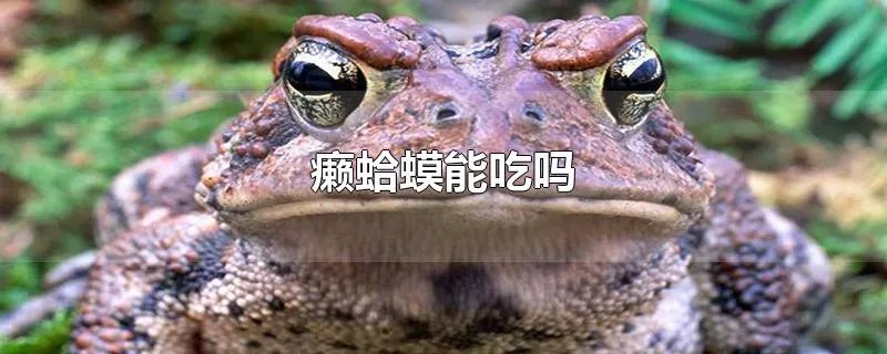 癞蛤蟆能吃吗