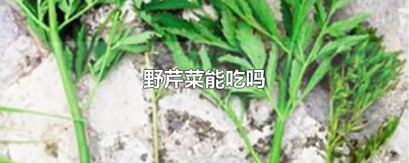 野芹菜能吃吗