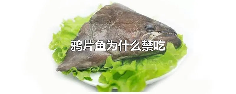 鸦片鱼为什么禁吃