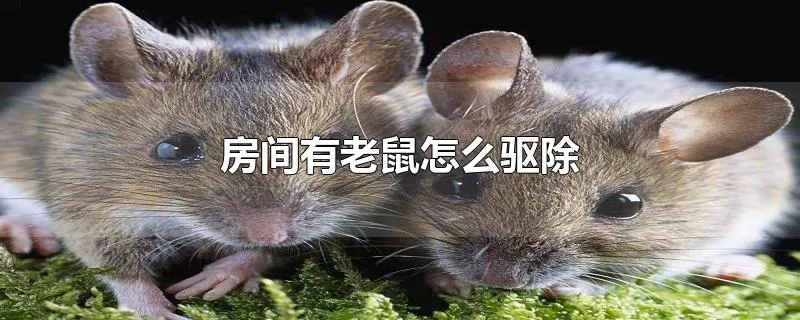 房间有老鼠怎么驱除