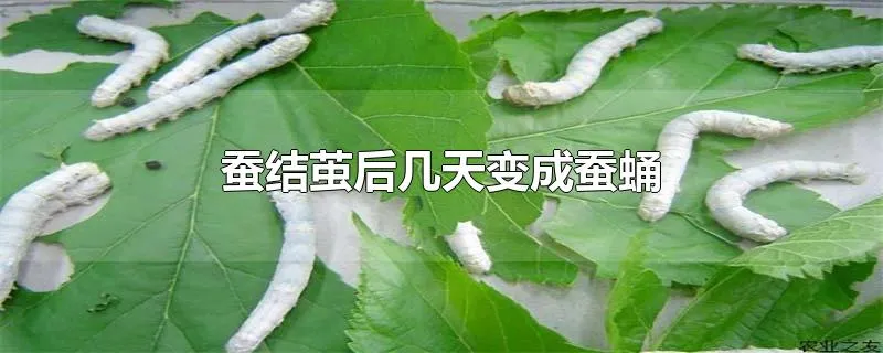 蚕结茧后几天变成蚕蛹