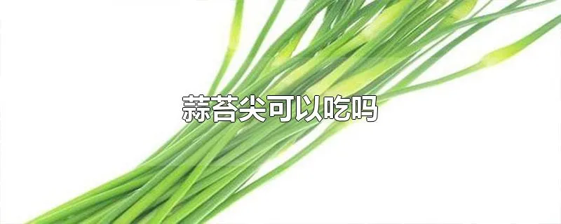 蒜苔尖可以吃吗