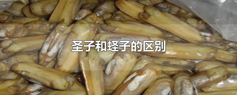 圣子和蛏子的区别