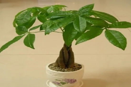 发财树能放在卧室里吗?有毒吗
