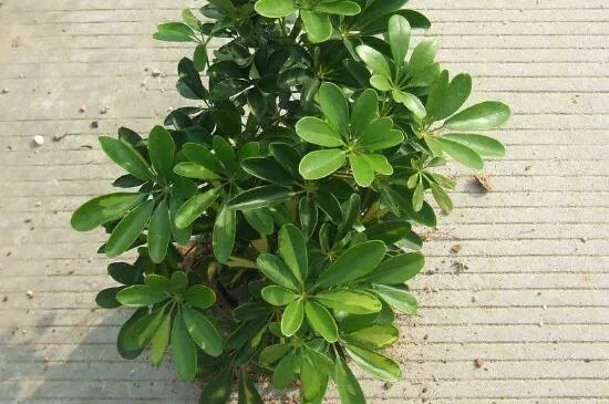 适合鸭脚木的肥料，建议使用有机肥和复合肥
