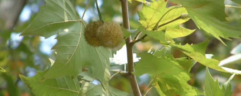 悬铃木有什么之称