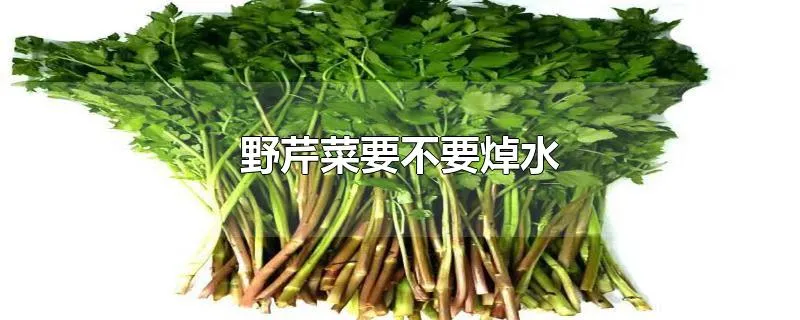 野芹菜要不要焯水