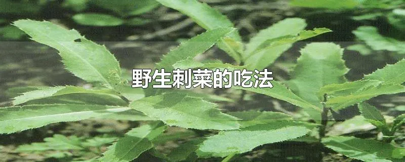 野生刺菜的吃法