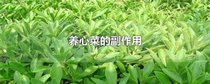 养心菜的副作用