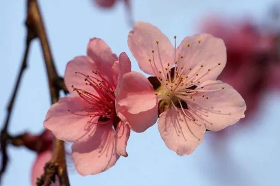 山桃花与桃花的区别