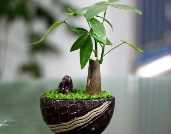 发财树盆景赏析(二) 发财树盆景赏析(二)