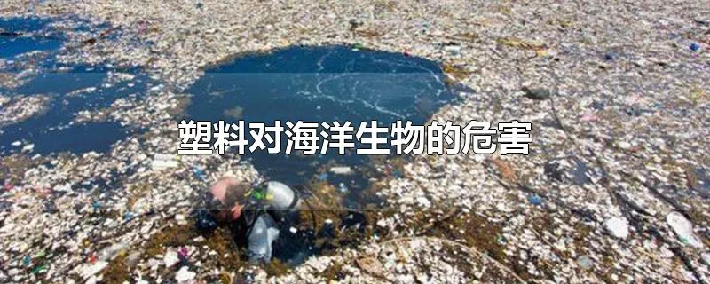 塑料对海洋生物的危害