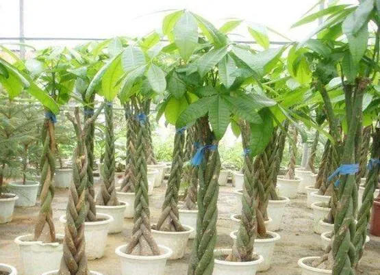 一米5的发财树要多少钱，发财树价格一般在多少(100元)