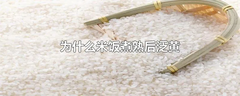 为什么米饭煮熟后泛黄