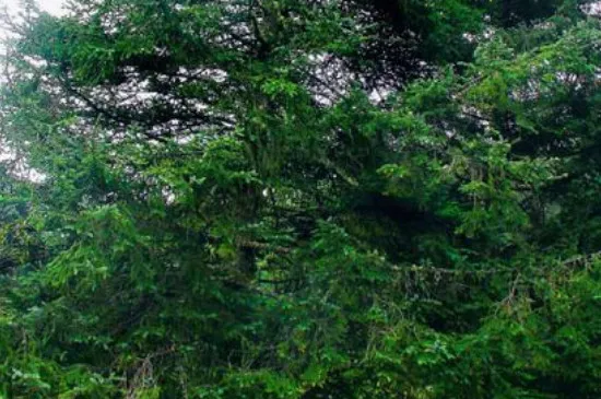 云杉是几级保护植物