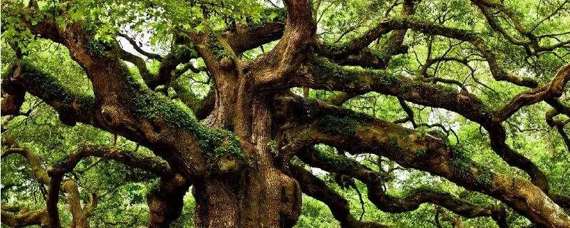 橡树的寓意