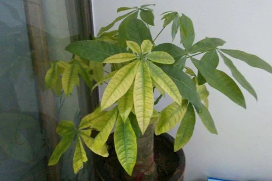 发财树多久喷一次叶面