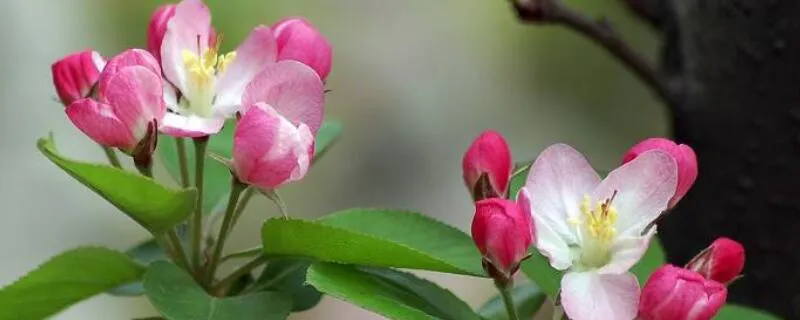 苹果树花露红期用药