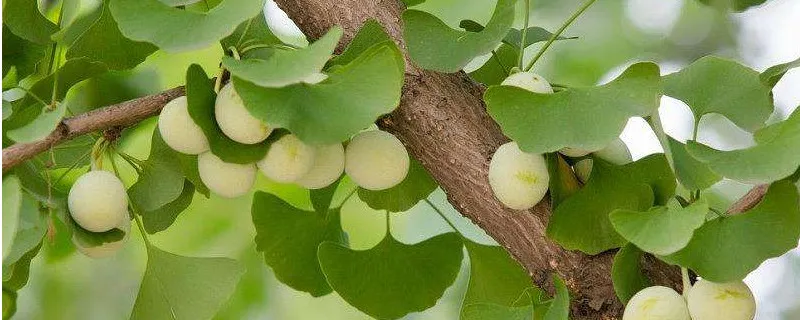 银杏果的药用价值是什么