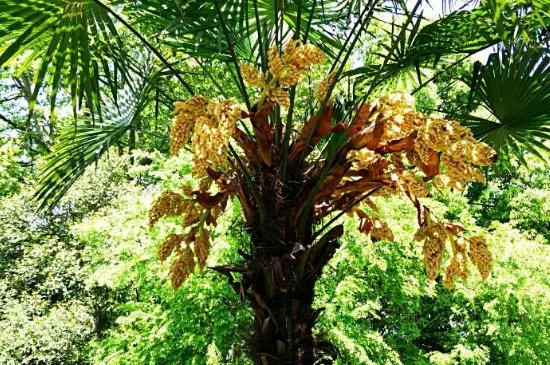 椰枣树可盆栽几年结果