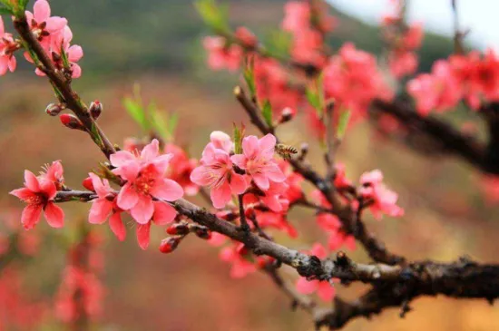 桃花秋天怎么养，涂白保温控水施肥