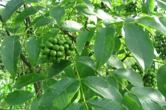 黄玻璃树芽食用方法
